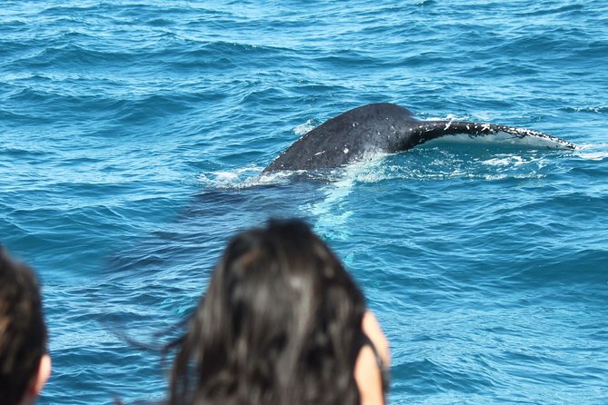 World class Whale Watching from Hervey Bay - Morning or afternoon: which departure works best?