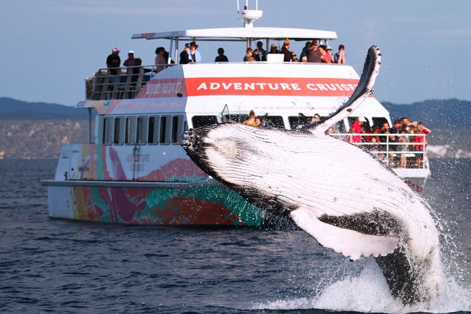 World class Whale Watching from Hervey Bay - Boarding the MV Amaroo