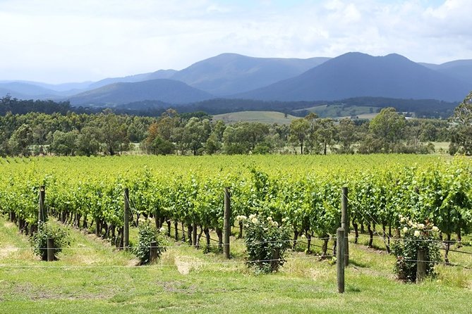 Yarra Valley Wine Day Tour - Medhurst Vineyard: a quieter finish