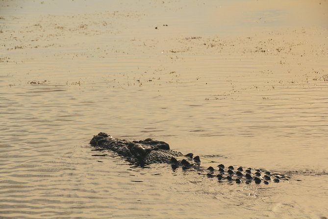 Yellow Water Cruise - Kakadu - Birds, buffalo, lilies, and the smaller details
