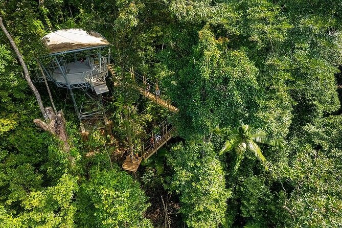 Ziplining Cape Tribulation with Treetops Adventures - A bird’s-eye view of the Daintree