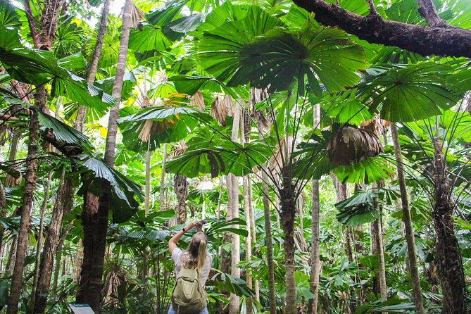 Ziplining Cape Tribulation with Treetops Adventures - Is $104 good value?